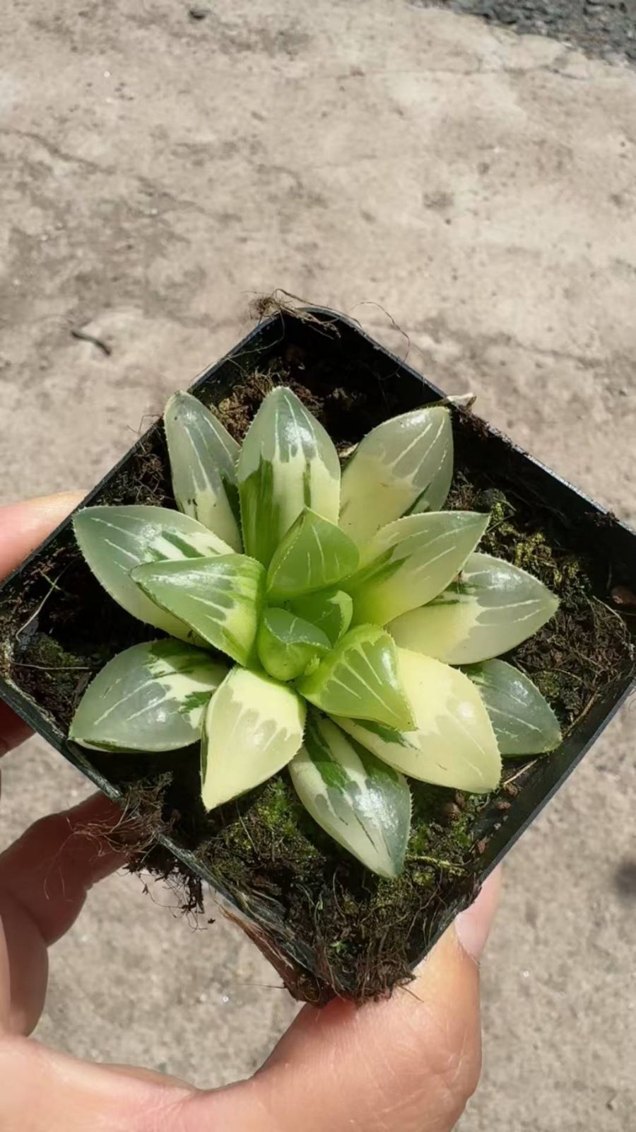 多肉植物　Z6497　ヒメハオルチア・バリエゲイティッド　24株　抜き苗　エケベリア　セダム　アエオニウム　韓国苗　寄せ植え　詰め合わせ