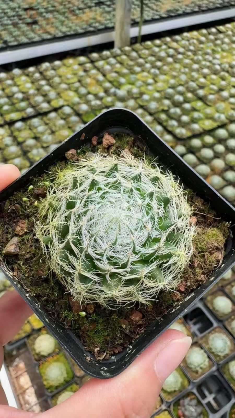 多肉植物　Z6499　スティールウール　24株　抜き苗　エケベリア　セダム　アエオニウム　韓国苗　寄せ植え　詰め合わせ