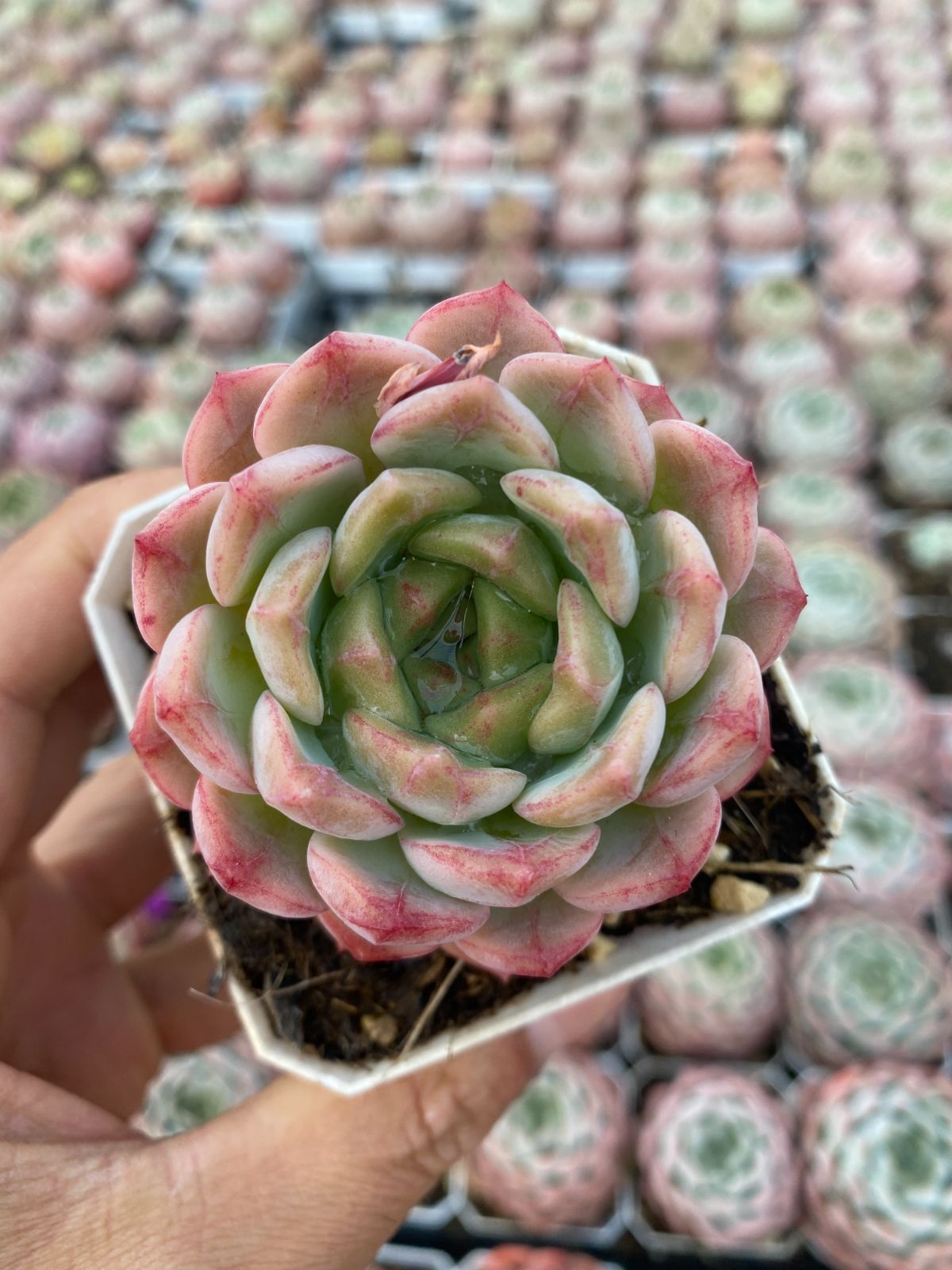 多肉植物　Z6432　アボカド　24株　抜き苗　エケベリア　セダム　アエオニウム　韓国苗　寄せ植え　詰め合わせ