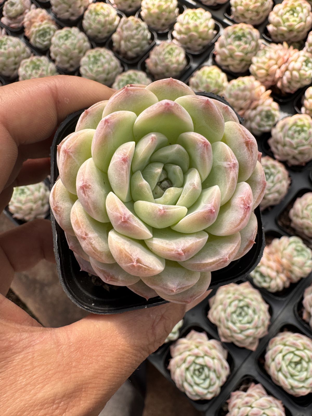 多肉植物　Z6332　セツギョク　50株　抜き苗　エケベリア　セダム　アエオニウム　韓国苗　寄せ植え　詰め合わせ