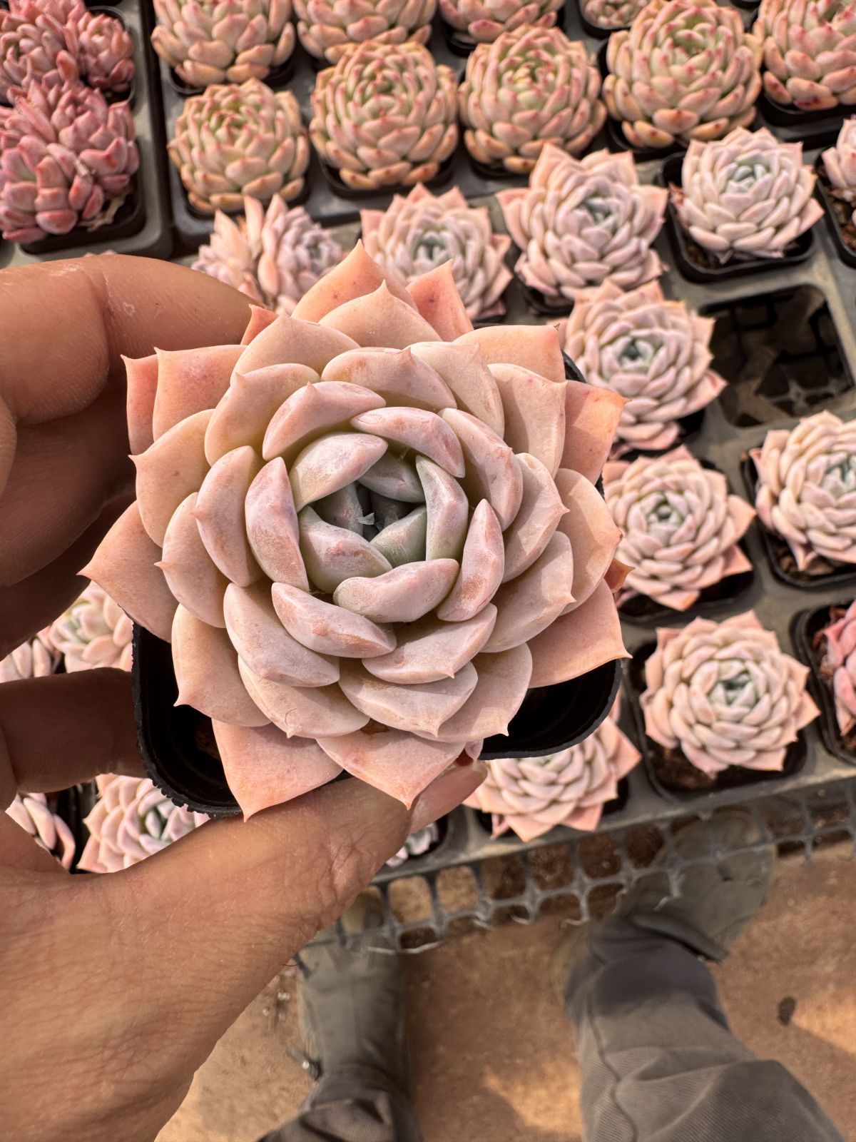 ConophytumConophytum bilobum bilobum aff .EA272 Rietkloof
