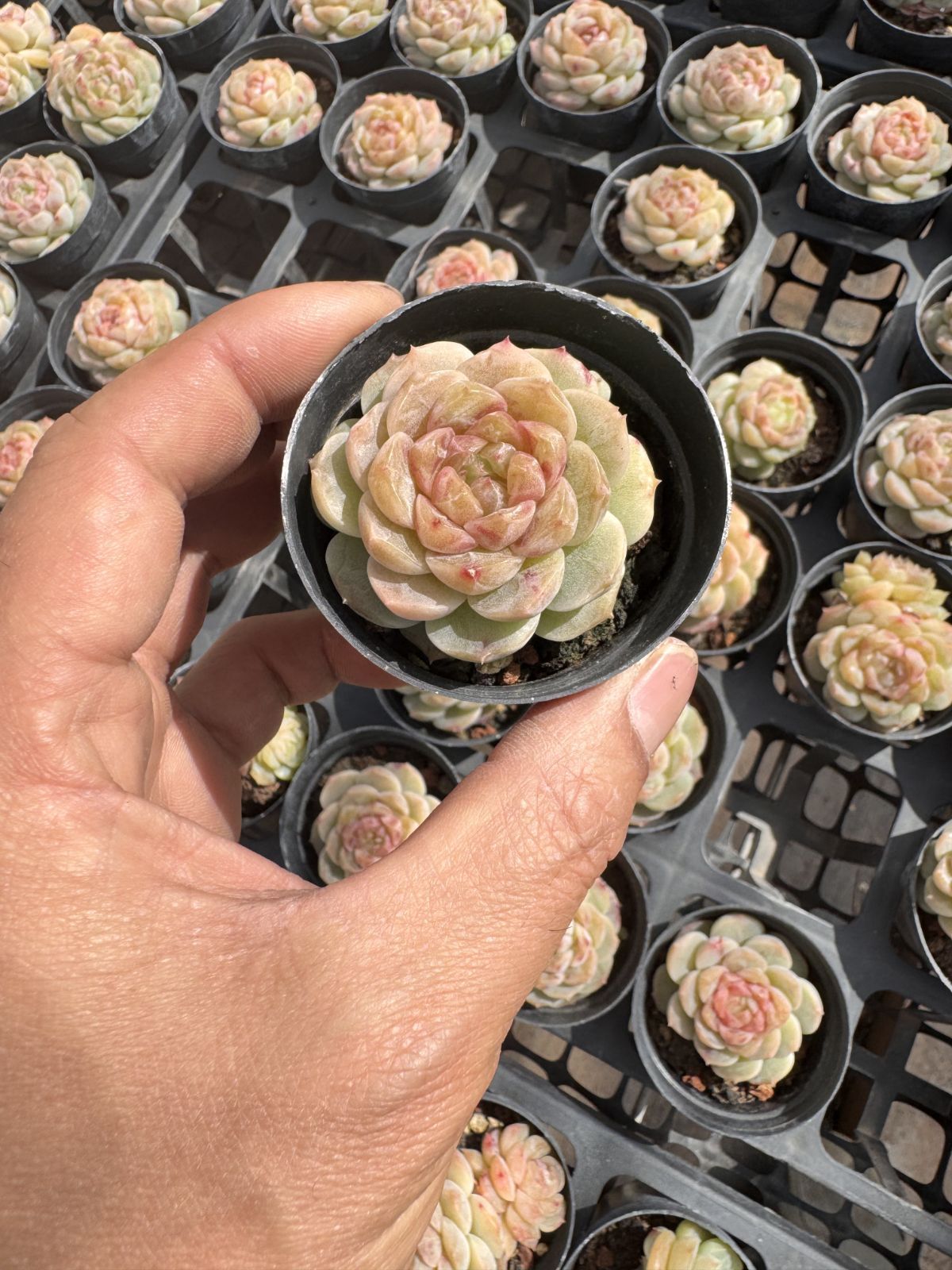 多肉植物　Z6334　グアバ　50株　抜き苗　エケベリア　セダム　アエオニウム　韓国苗　寄せ植え　詰め合わせ