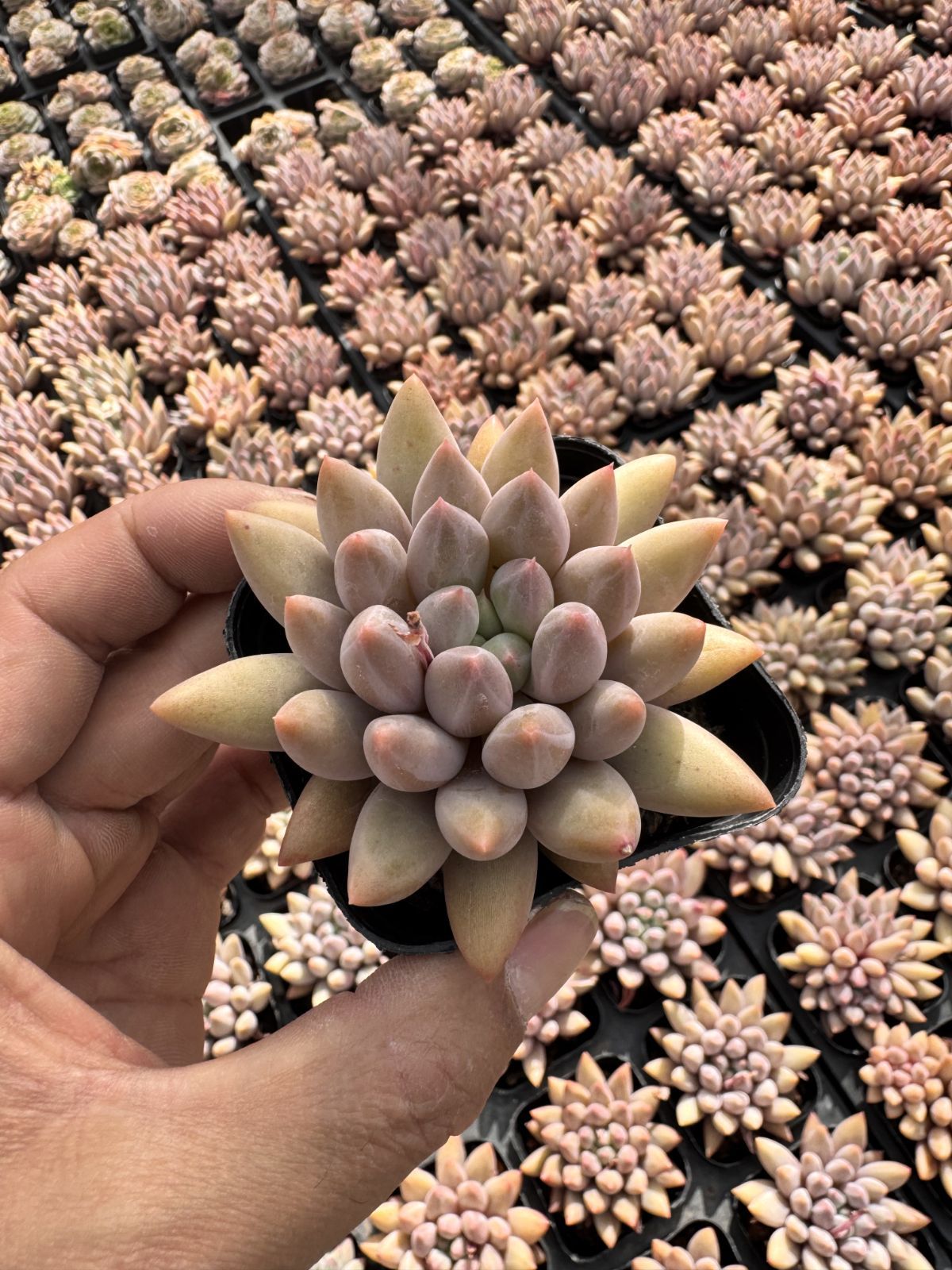 多肉植物 Z6346 レッドドラゴンフライ 50株 抜き苗 エケベリア セダム アエオニウム 韓国苗 寄せ植え 詰め合わせ