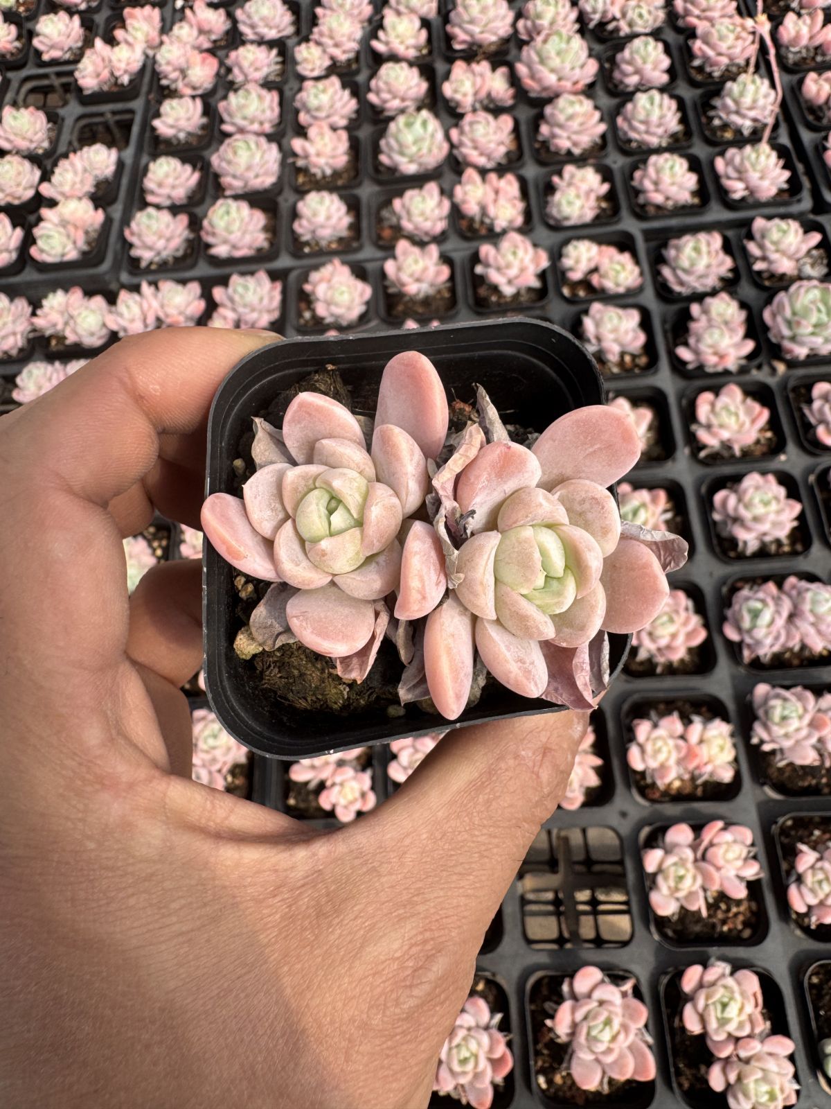 多肉植物　Z6317　ユキビョウシ　50株　抜き苗　エケベリア　セダム　アエオニウム　韓国苗　寄せ植え　詰め合わせ