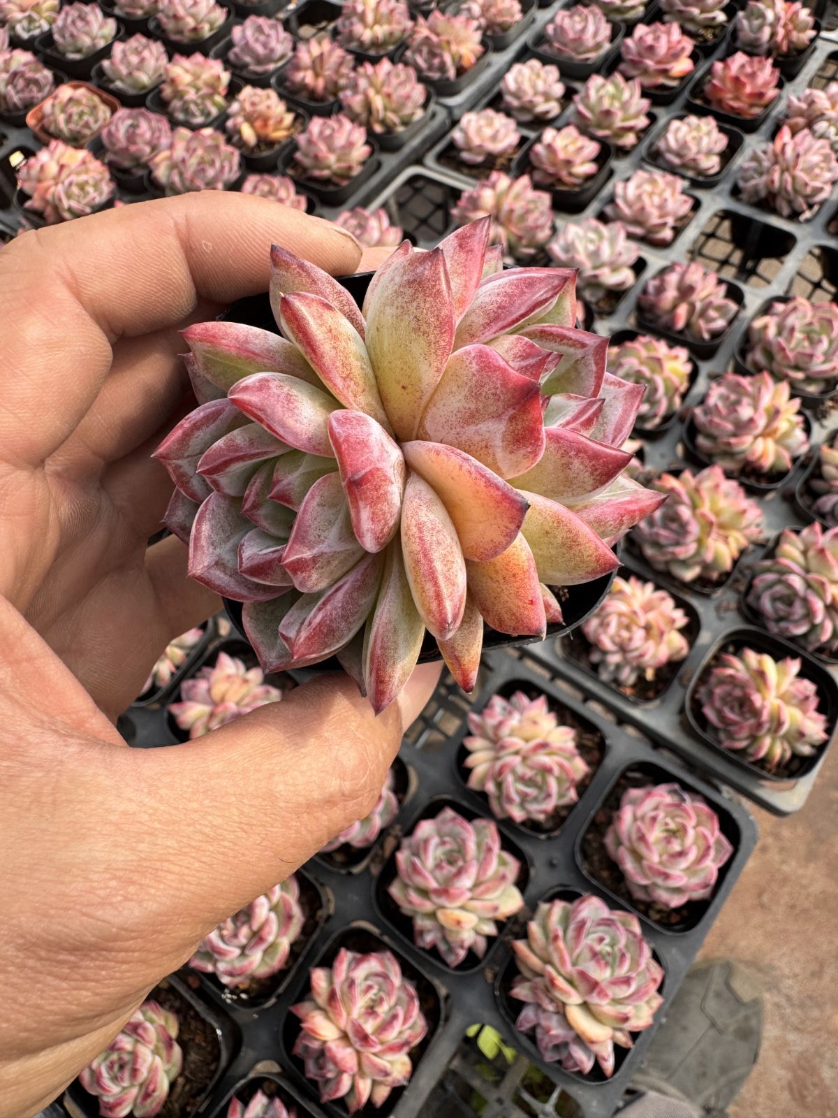 多肉植物　Z6344　ナイトメア　24株　抜き苗　エケベリア　セダム　アエオニウム　韓国苗　寄せ植え　詰め合わせ