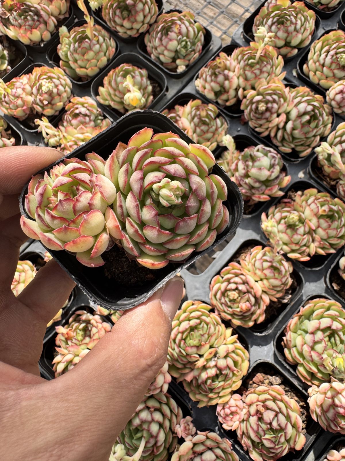 多肉植物　Z6342　チビイチゴ　50株　抜き苗　エケベリア　セダム　アエオニウム　韓国苗　寄せ植え　詰め合わせ