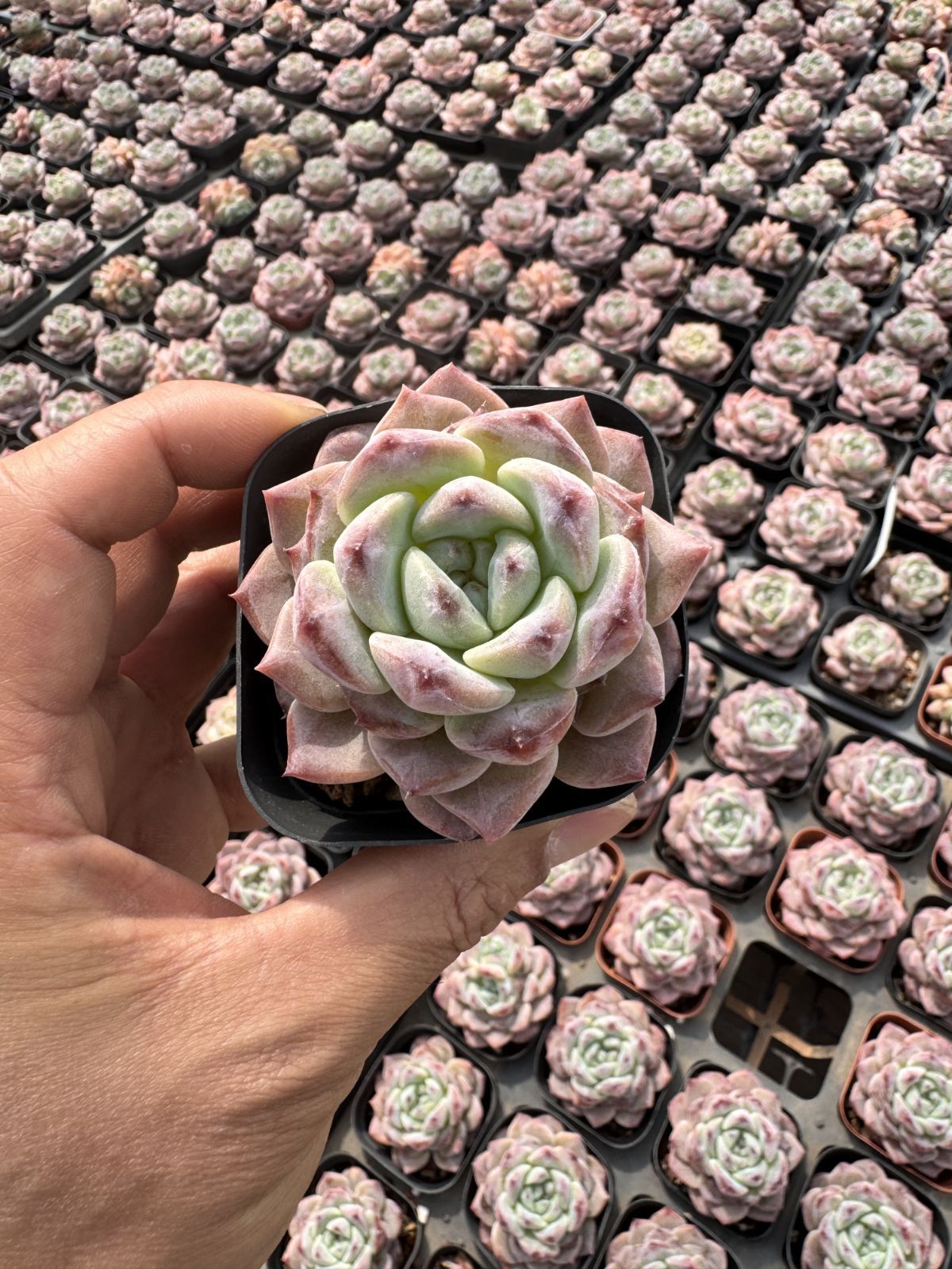 多肉植物　Z6323　フロイト　24株　抜き苗　エケベリア　セダム　アエオニウム　韓国苗　寄せ植え　詰め合わせ