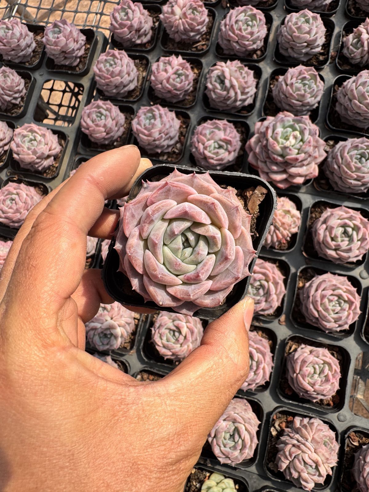 多肉植物　Z6340　ダイアナ　50株　抜き苗　エケベリア　セダム　アエオニウム　韓国苗　寄せ植え　詰め合わせ