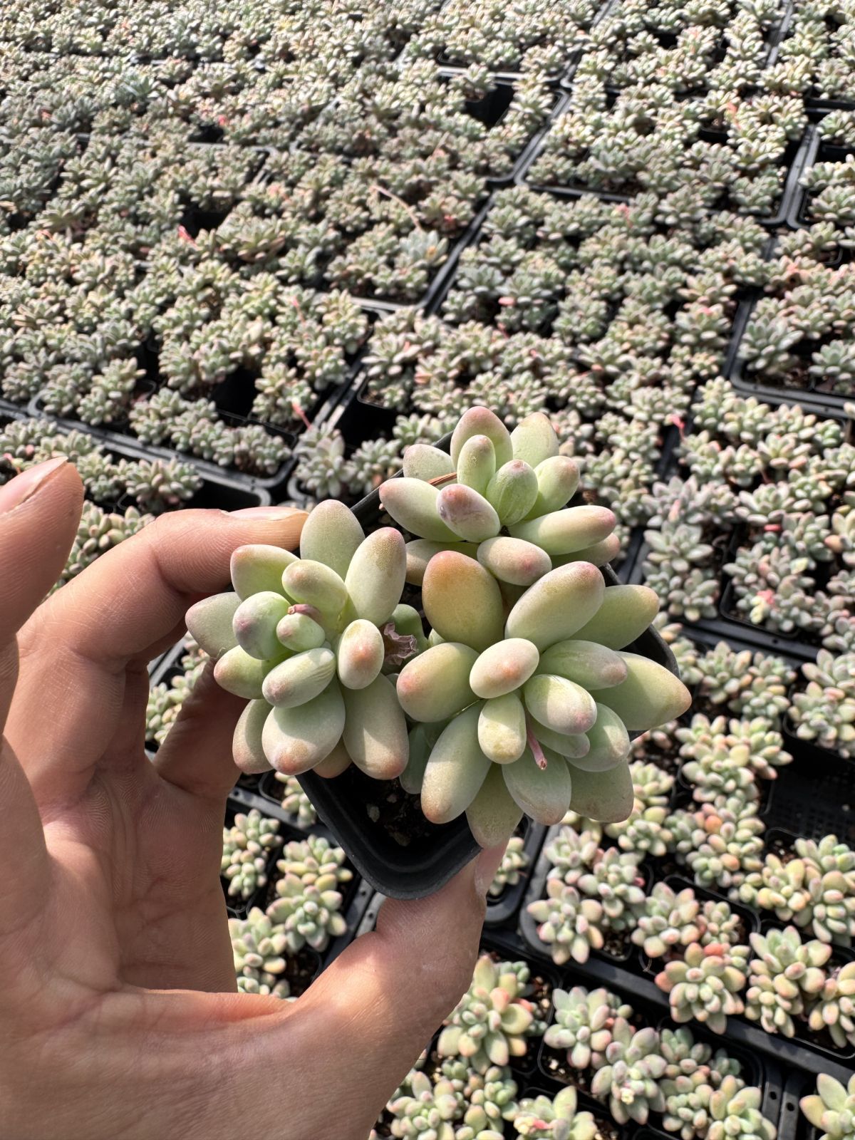 多肉植物　Z6324　アップルミルク　50株　抜き苗　エケベリア　セダム　アエオニウム　韓国苗　寄せ植え　詰め合わせ