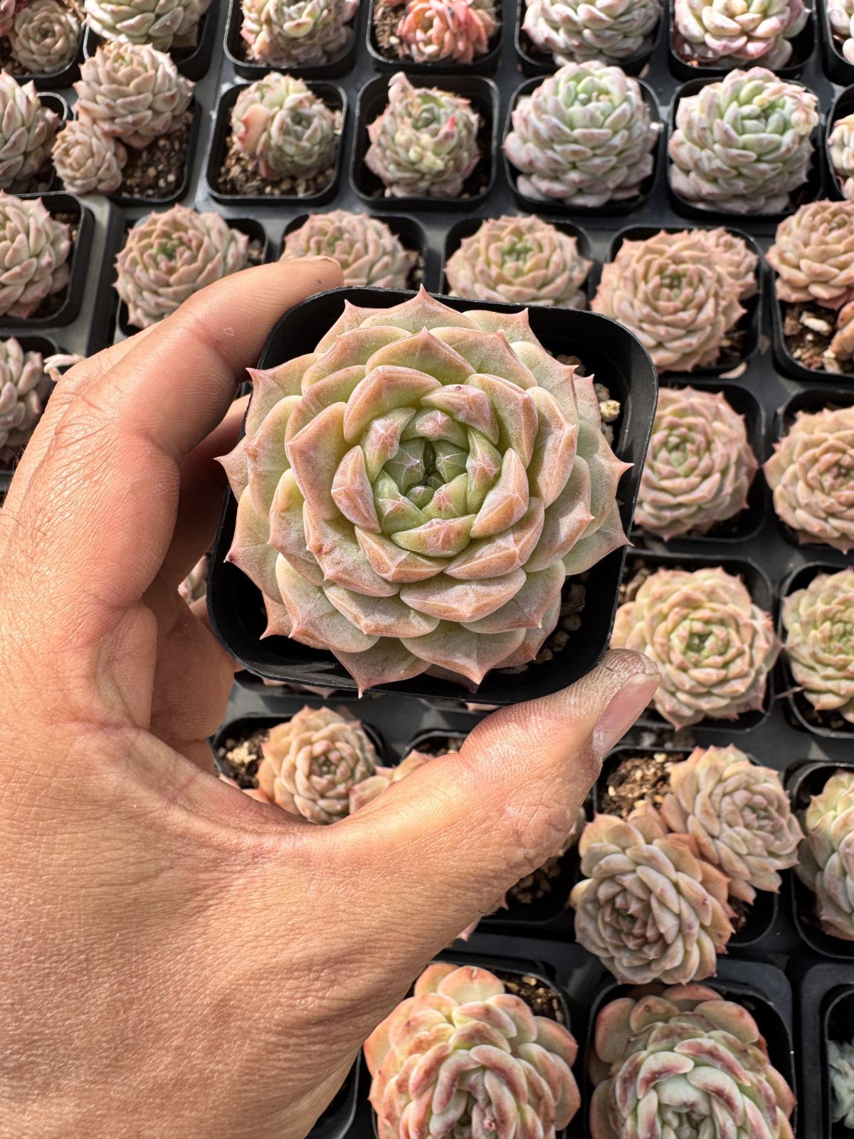 多肉植物 Z6335 ゼリーグミ 24株 抜き苗 エケベリア セダム