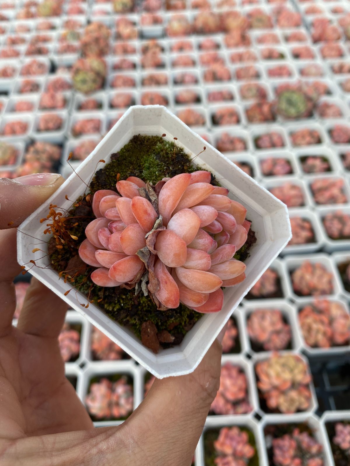 多肉植物 Z6431 オールスター 24株 抜き苗 エケベリア セダム