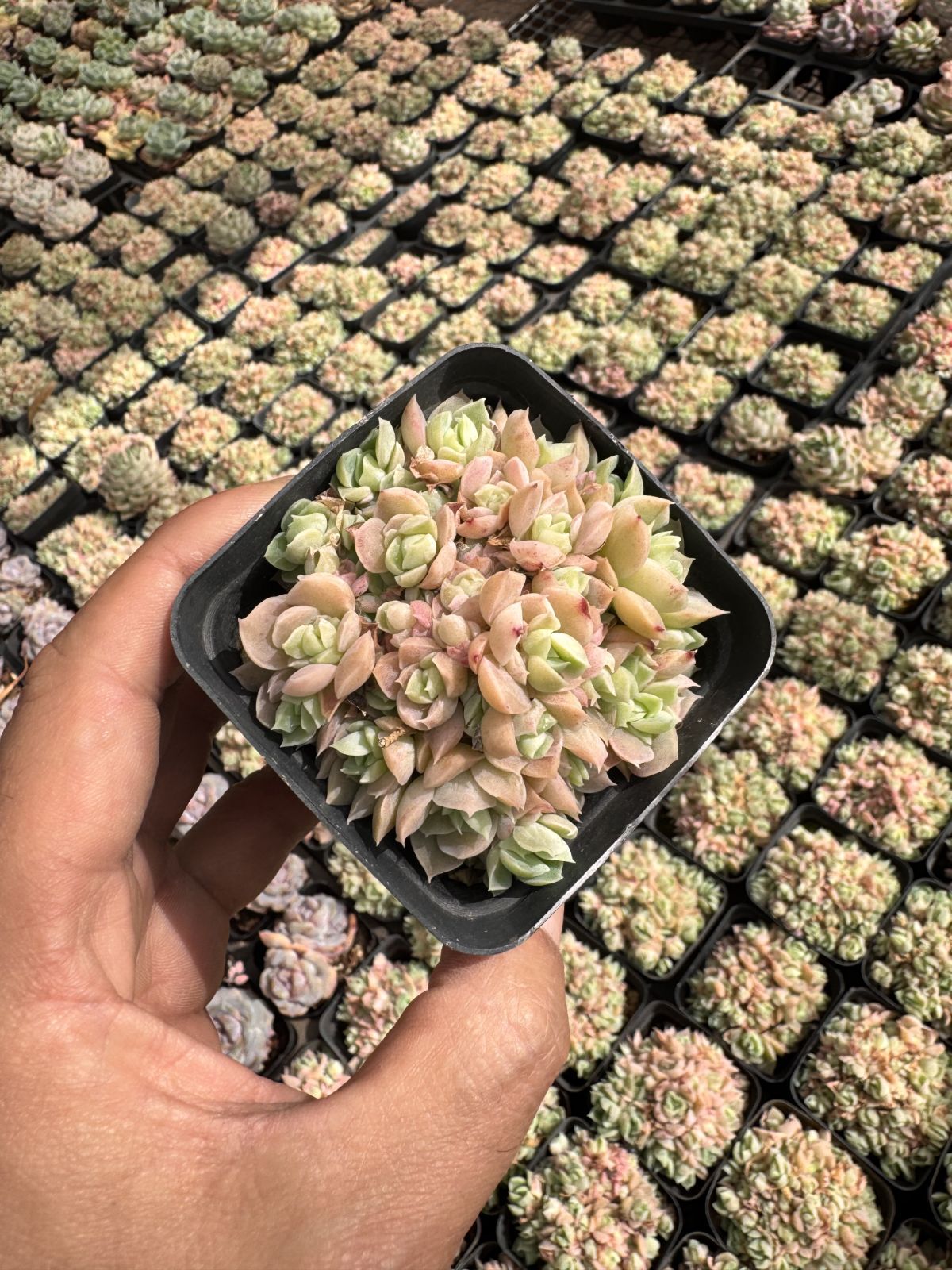 多肉植物 Z6338 ドゥルイカ 50株 抜き苗 エケベリア セダム