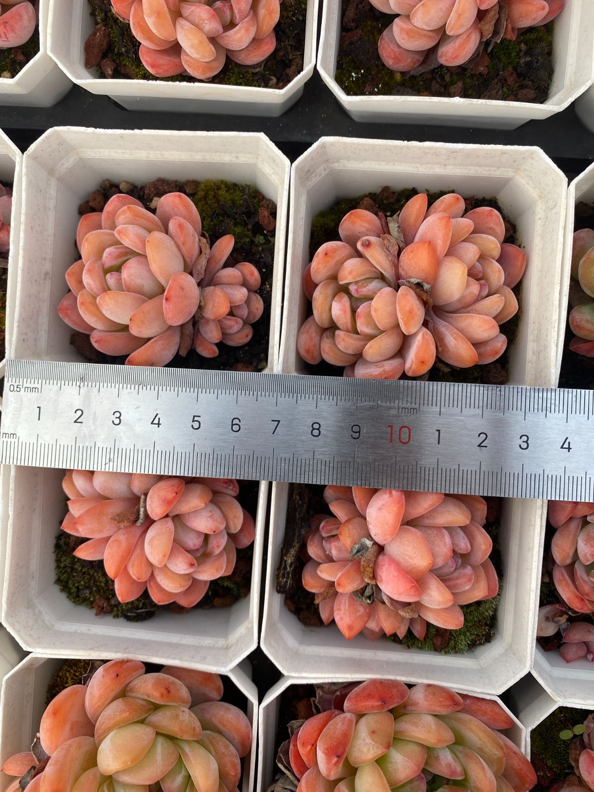 多肉植物 Z6431 オールスター 24株 抜き苗 エケベリア セダム