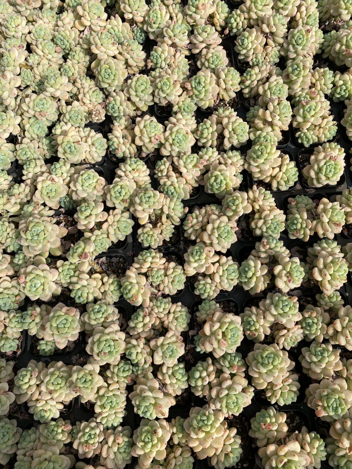 多肉植物 Z6399 ロッキー 50株 抜き苗 エケベリア セダム アエオニウム