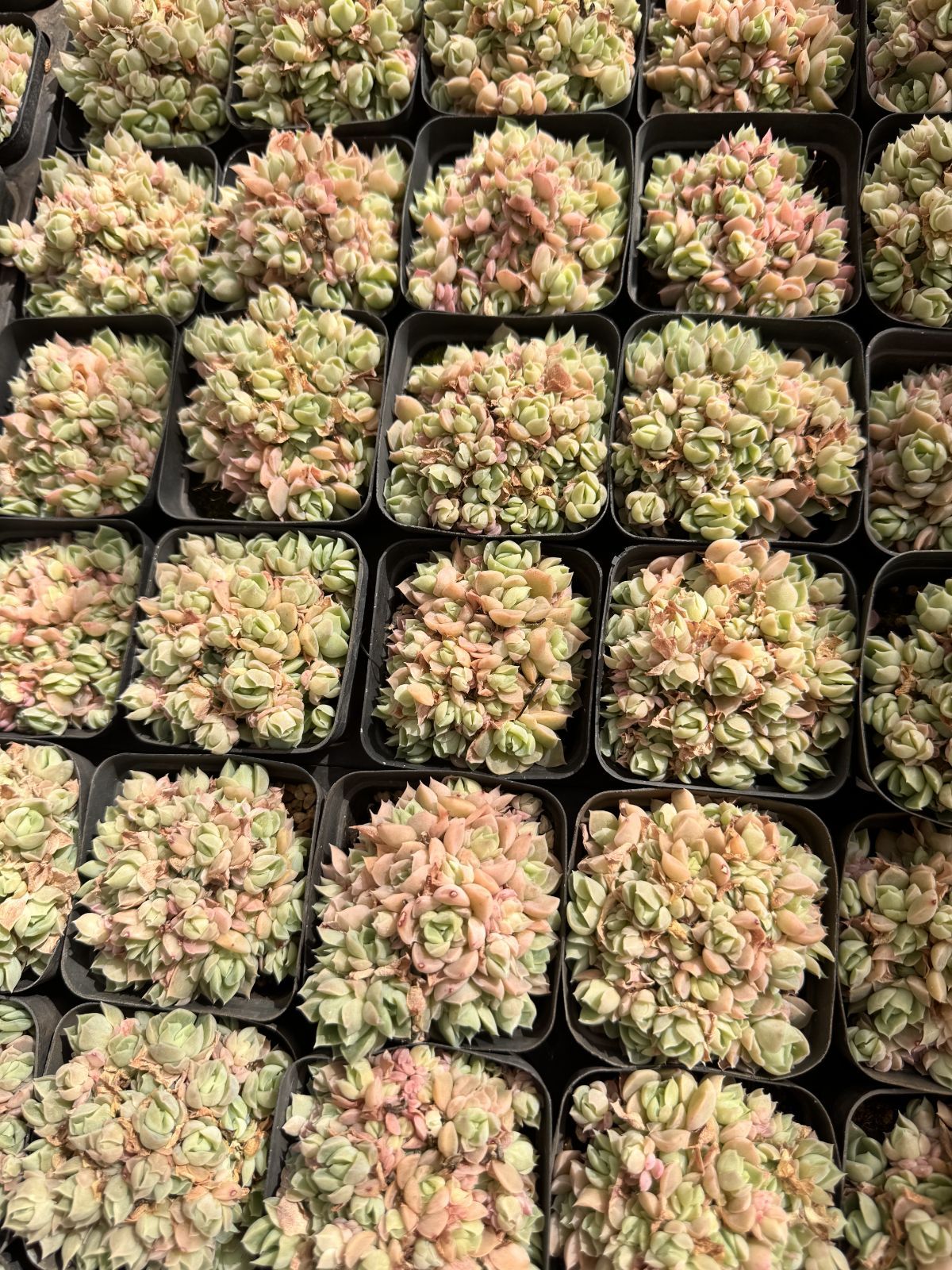 多肉植物 Z6338 ドゥルイカ 50株 抜き苗 エケベリア セダム