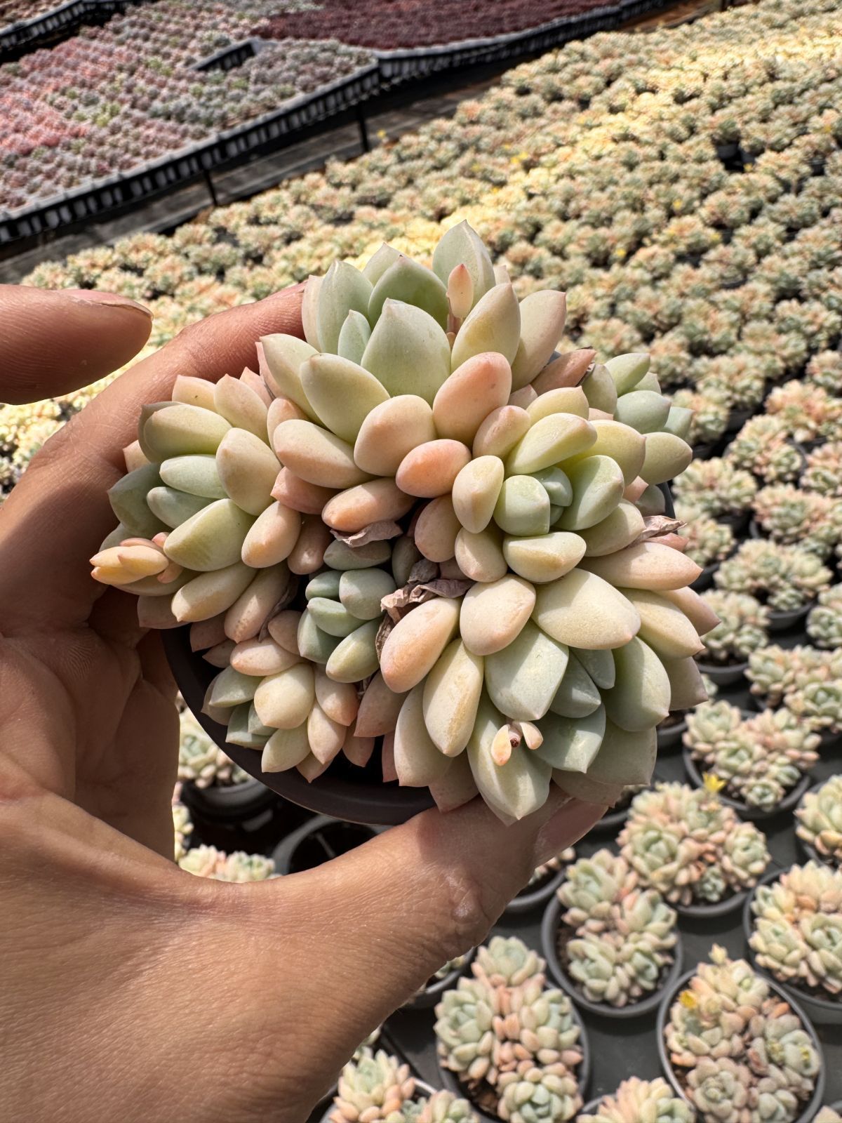 多肉植物　Z6218　ギョクニュイ　18株　抜き苗　エケベリア　セダム　アエオニウム　韓国苗　寄せ植え　詰め合わせ