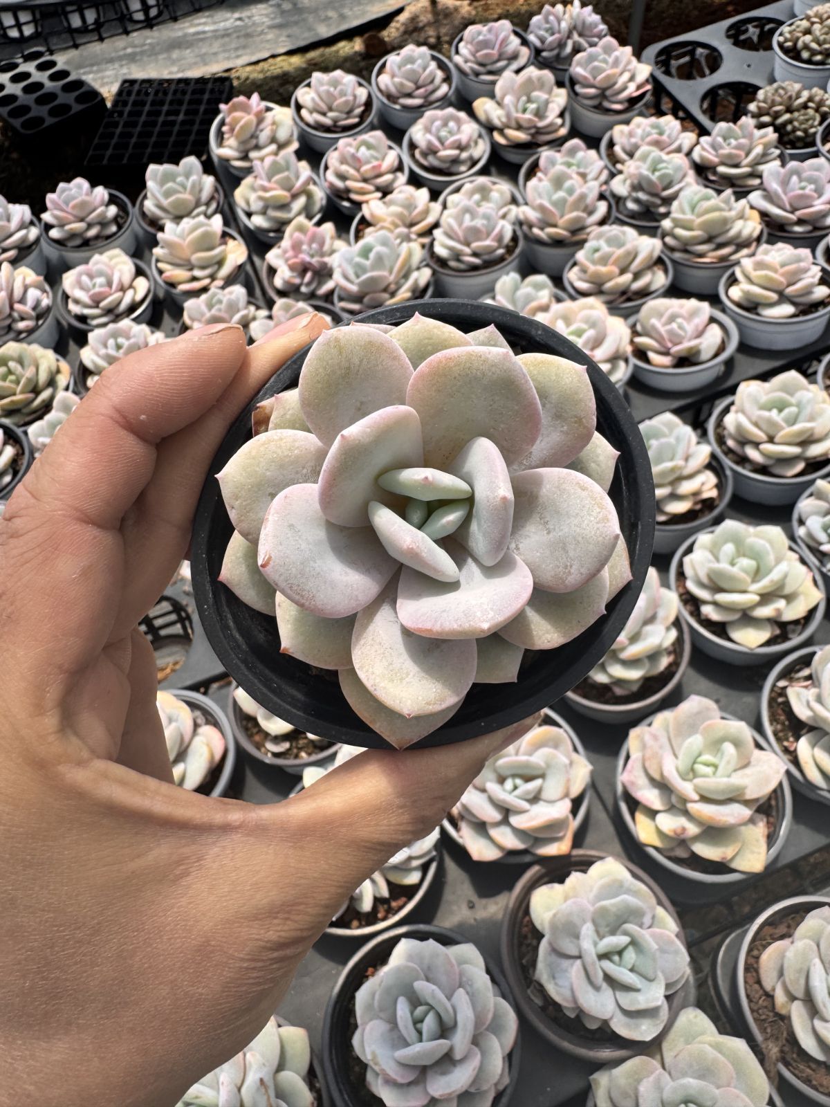 色々小物詰め合わせ 観葉植物 多肉植物 Z6205 ミルクティー 18株 抜き苗 エケベリア セダム