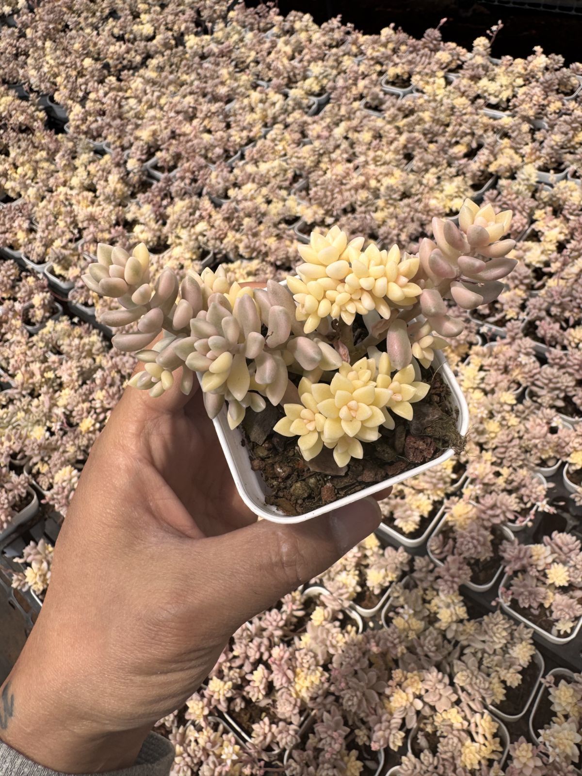 多肉植物 Z6217 ヒメシュウレイニシキ 24株 抜き苗 エケベリア セダム
