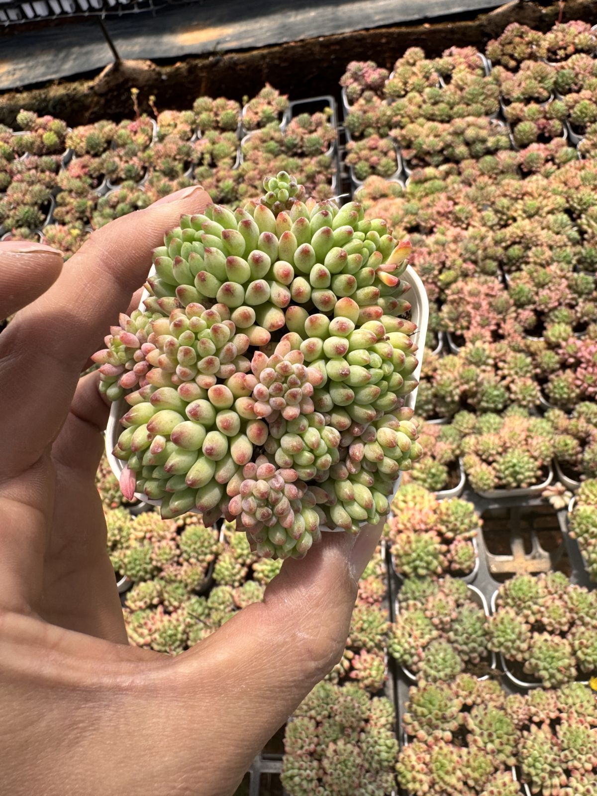 多肉植物　Z6208　ヤンカ　24株　抜き苗　エケベリア　セダム　アエオニウム　韓国苗　寄せ植え　詰め合わせ
