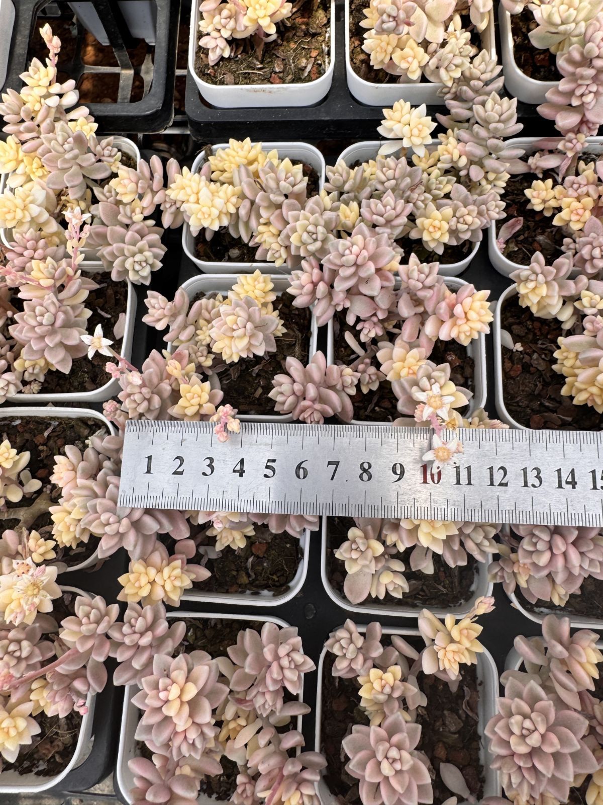 多肉植物　レア　アニー　韓国苗 多肉植物 Z6217 ヒメシュウレイニシキ 24株 抜き苗 エケベリア セダム