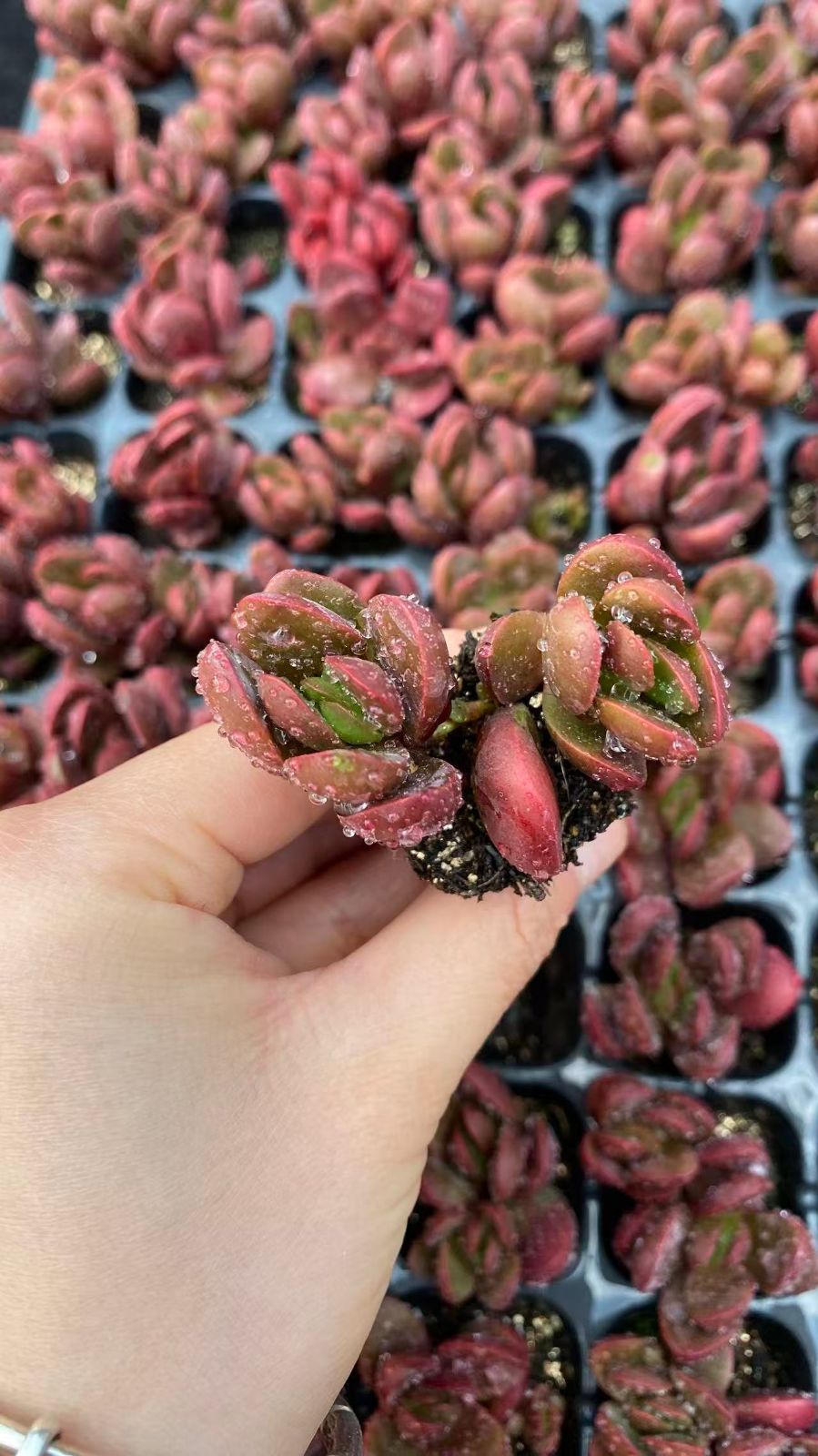 セール中　アツバクラフト　105苗セット　土・根付き　美苗　エケベリア　多肉植物　佐川発送　X1024