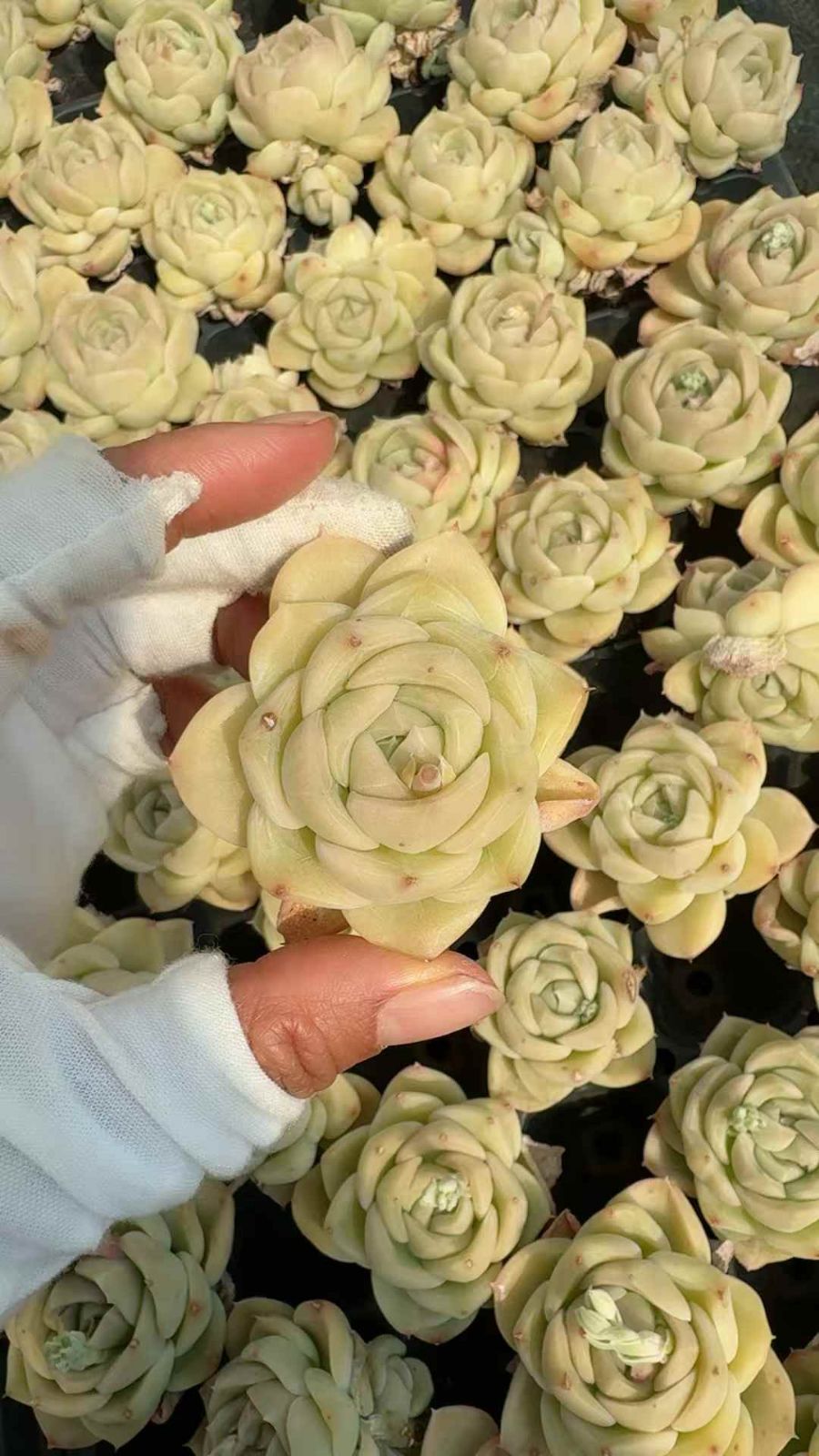 セール中　キューエフ1522　53苗セット　土・根付き　美苗　エケベリア　多肉植物　佐川発送　X722