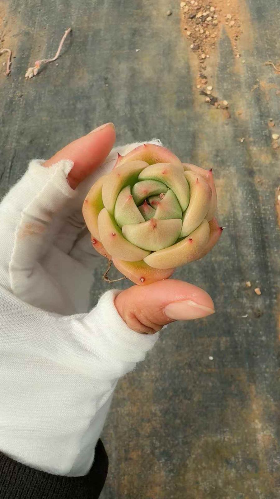 セール中　キューエフ145　53苗セット　土・根付き　美苗　エケベリア　多肉植物　佐川発送　X721