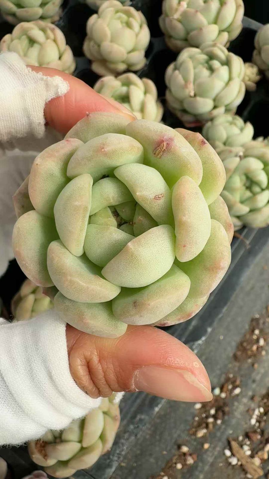 セール中 ドンドン 53苗セット 土・根付き 美苗 エケベリア 多肉植物 佐川発送 X713