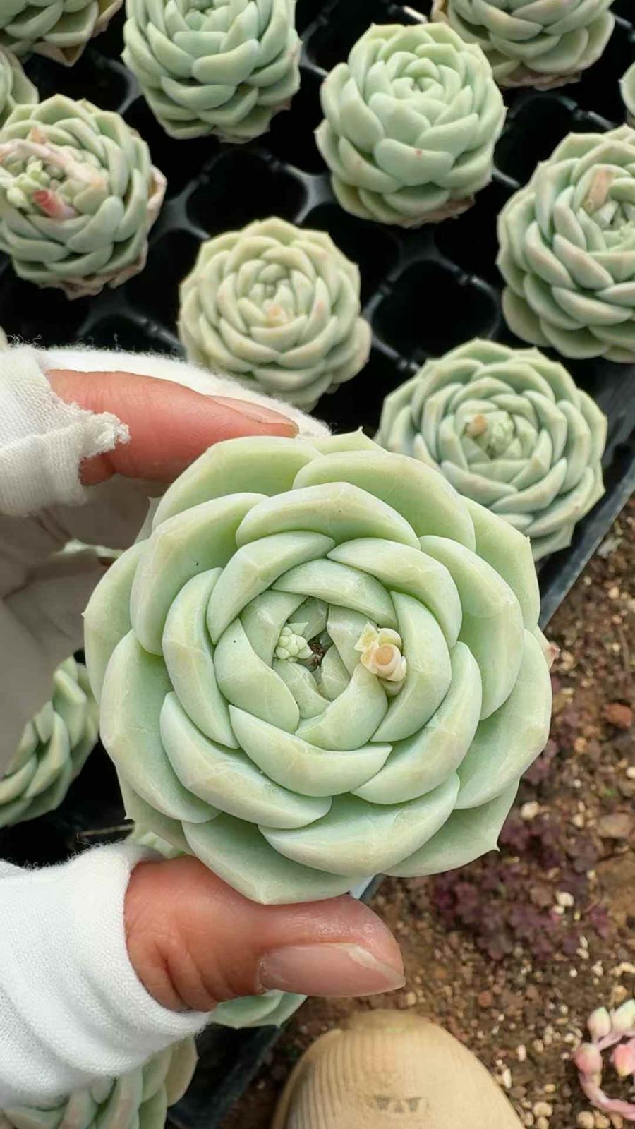 セール中　キューエフ1138　53苗セット　土・根付き　美苗　エケベリア　多肉植物　佐川発送　X708