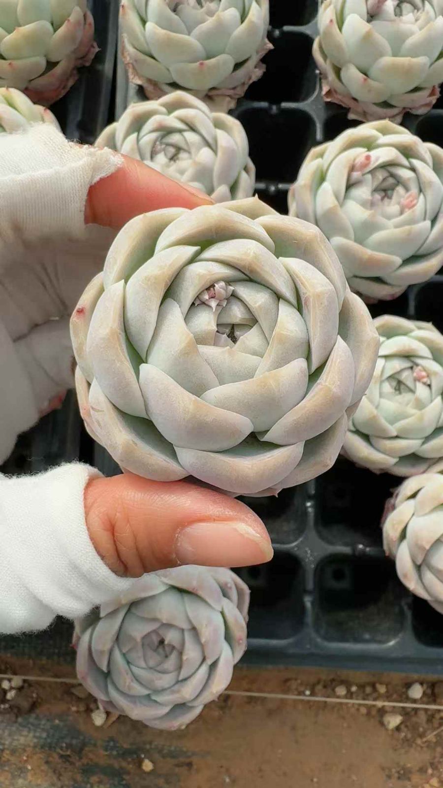 セール中　キューエフ1291　32苗セット　土・根付き　美苗　エケベリア　多肉植物　佐川発送　X706