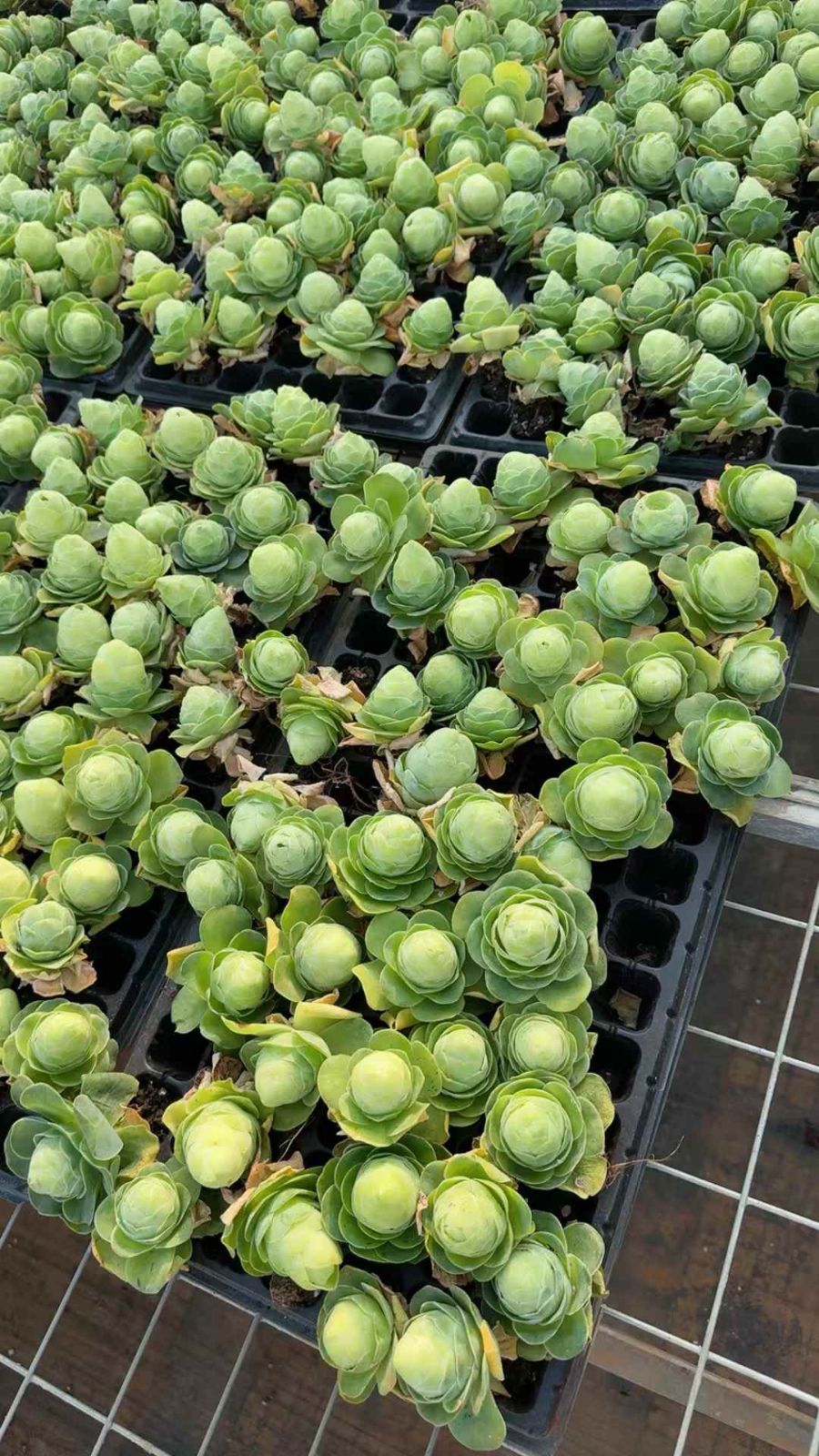 セール中　タマゴバラ　52苗セット　土・根付き　美苗　エケベリア　多肉植物　佐川発送　X701