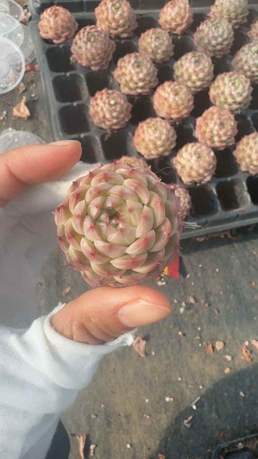 セール中　メイニーメイグイ　53苗セット　土・根付き　美苗　エケベリア　多肉植物　佐川発送　X699