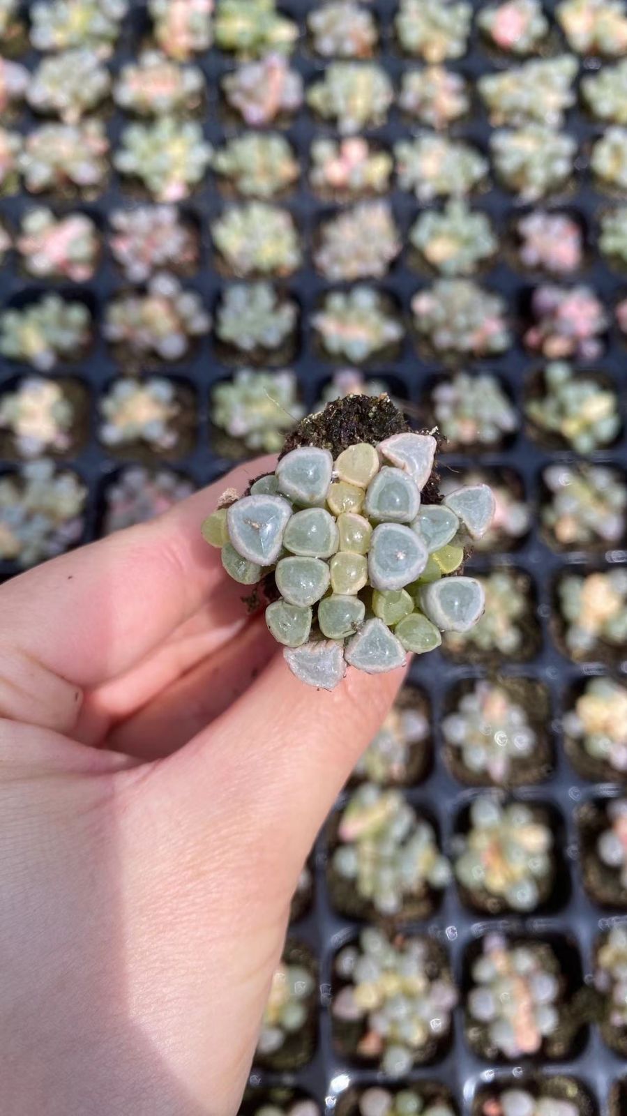 セール中　イスズジェイド　128苗セット　土・根付き　美苗　エケベリア　多肉植物　佐川発送　X1015