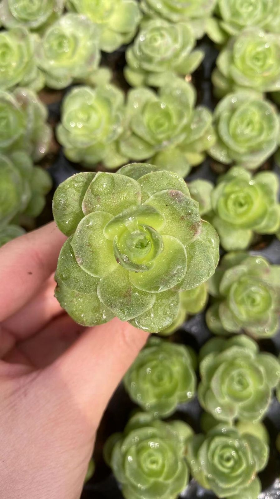 セール中　タマゴバラ　128苗セット　土・根付き　美苗　エケベリア　多肉植物　佐川発送　X1013