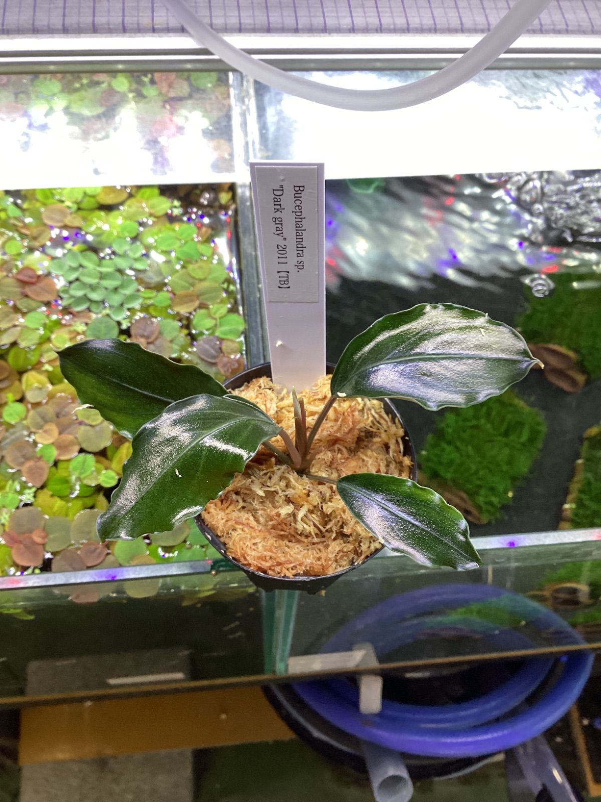 Bucephalandra sp. Dark gray【TB】