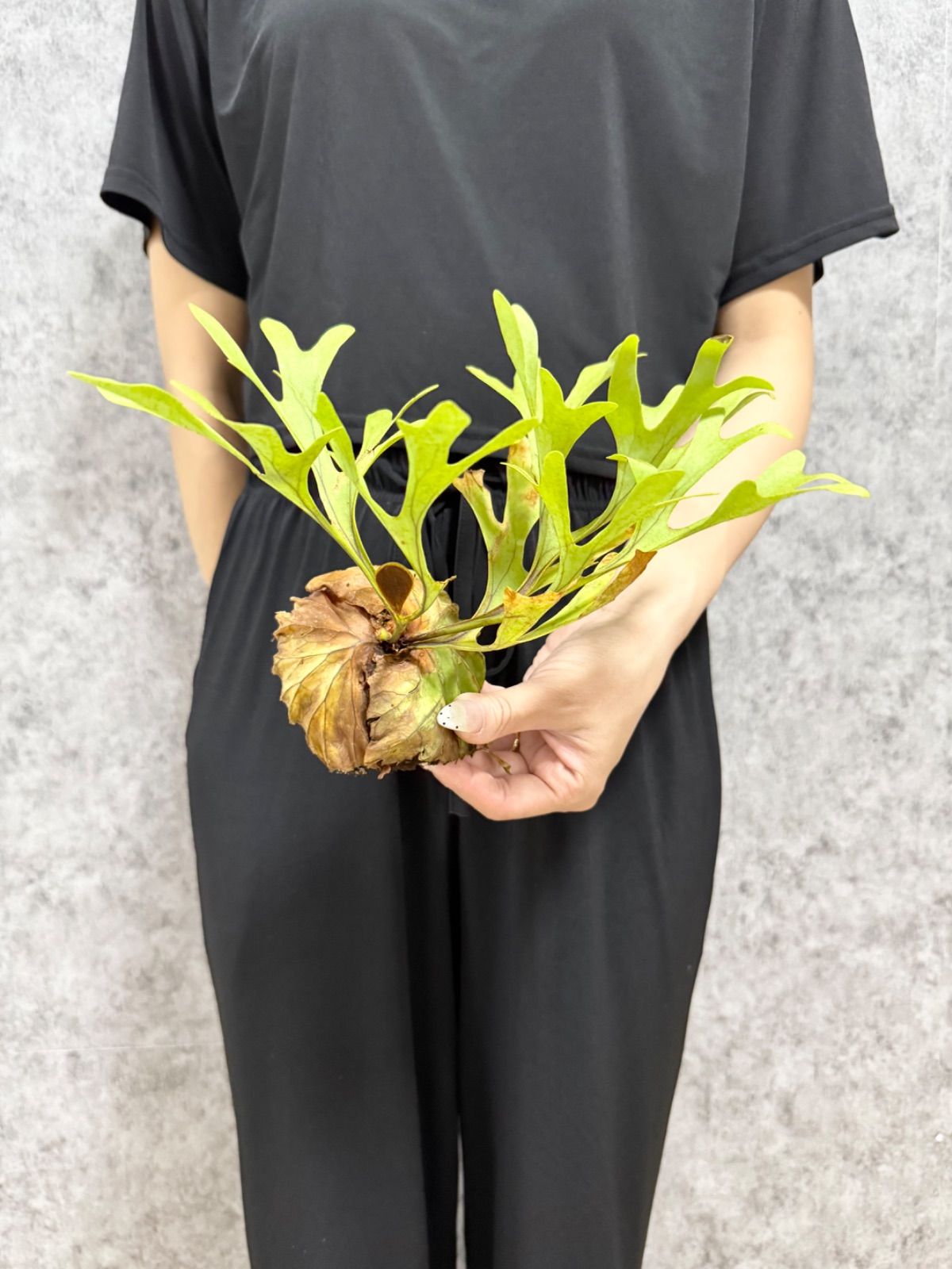 大株　P. Ridley Wild. 輸入直後!!【 Sサイズ】D89 ▽P.ridleyi Wild from Central Borneo