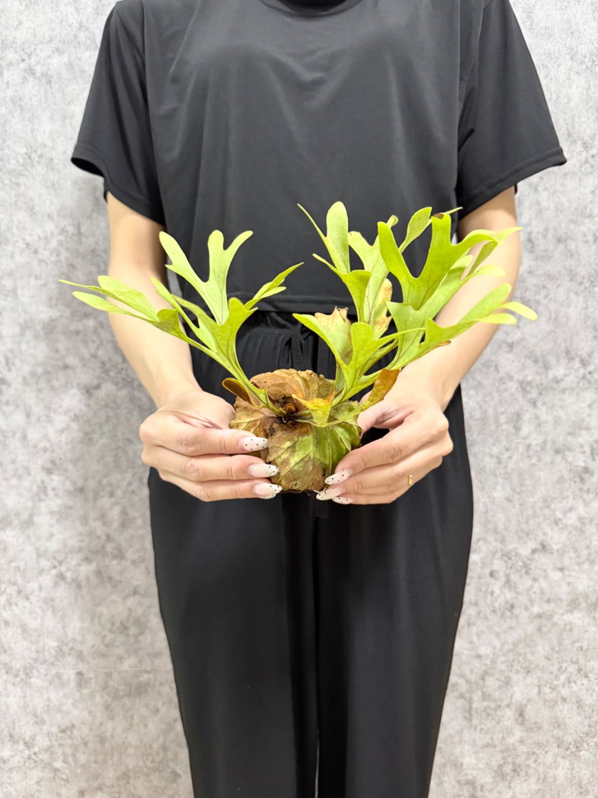輸入直後!!【 Sサイズ】D89 ▽P.ridleyi Wild from Central Borneo