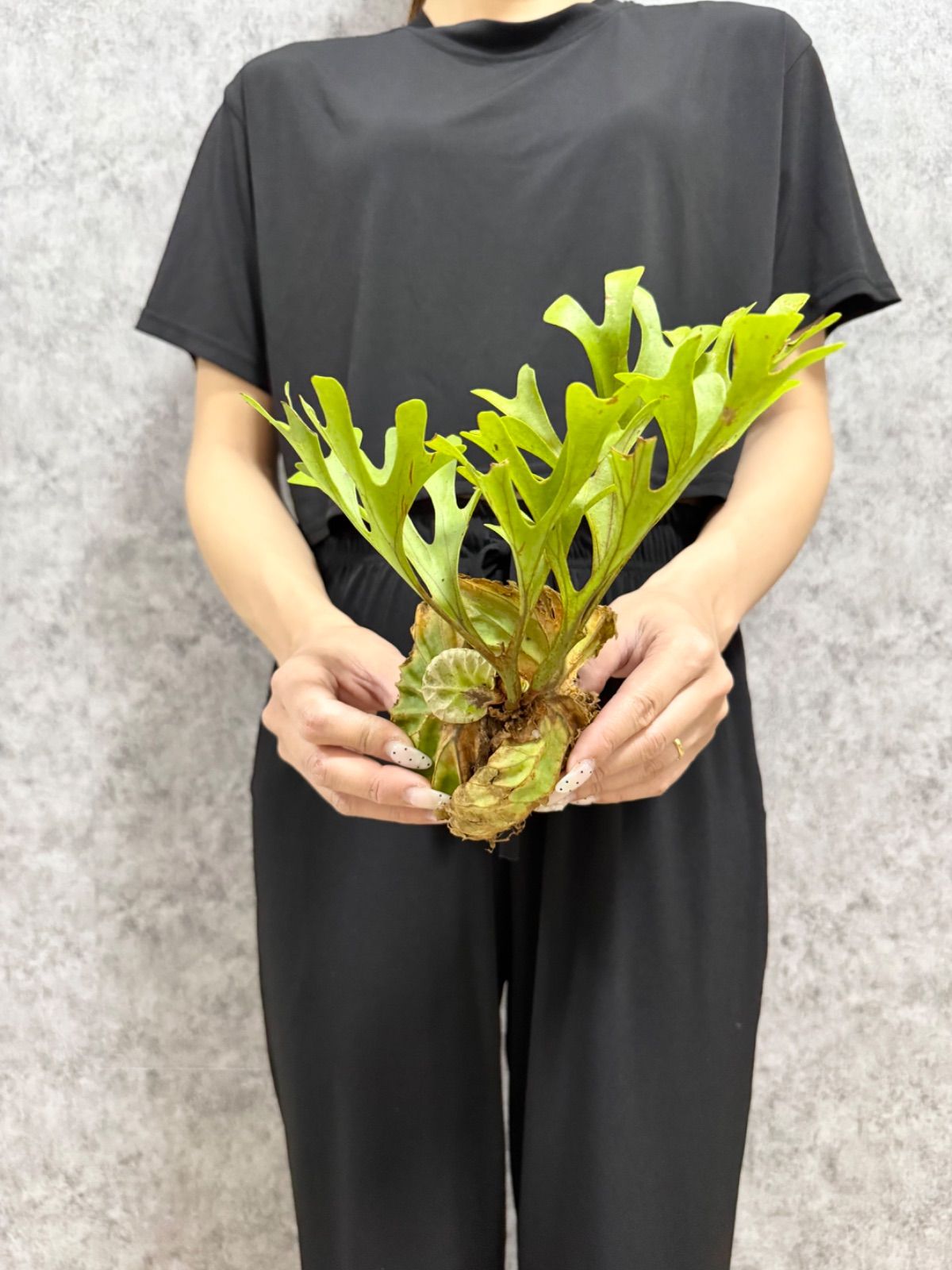 輸入直後!!【 Sサイズ】D76 ▽P.ridleyi Wild from Central Borneo