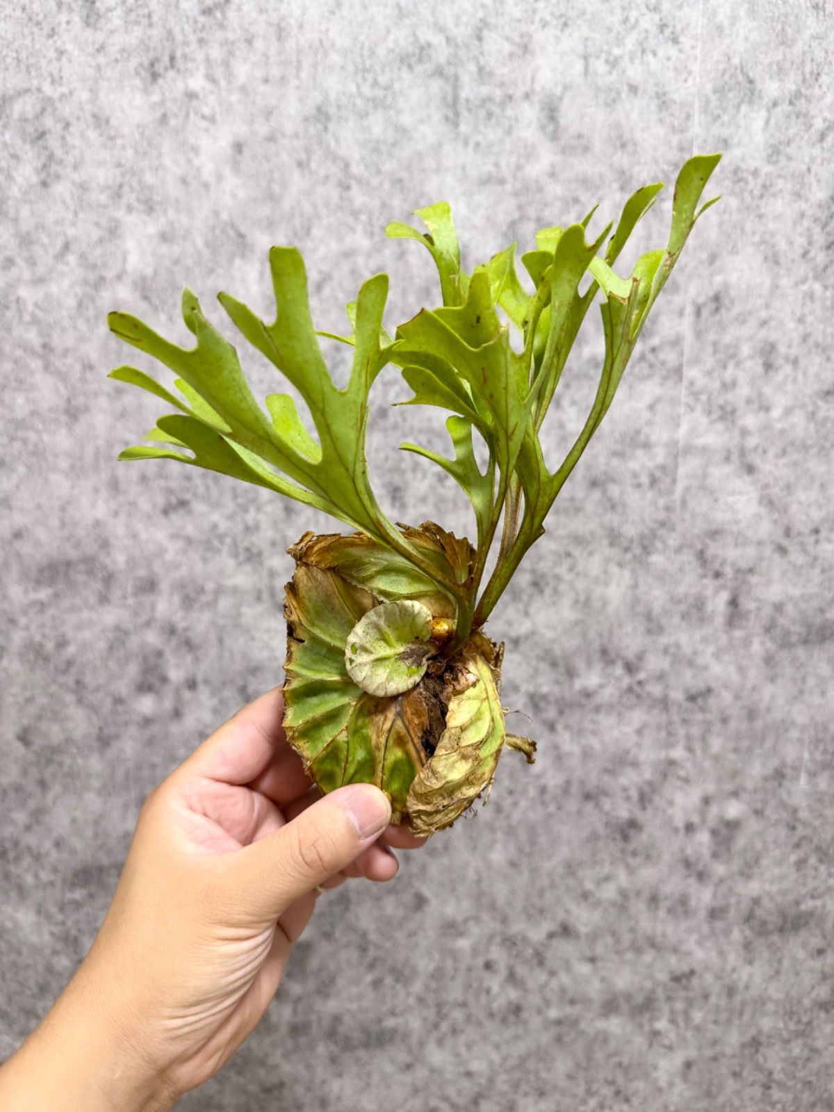 輸入直後!!【 Sサイズ】D76 ▽P.ridleyi Wild from Central Borneo