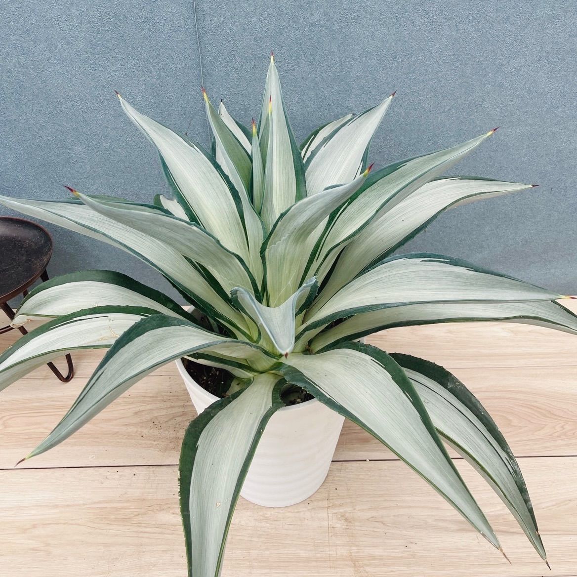 ［現品］【希少】3番　アガベ　クイック　シルバー　8号　観葉植物　レア　斑入り　大型　綺麗　屋外　多肉植物　珍しい