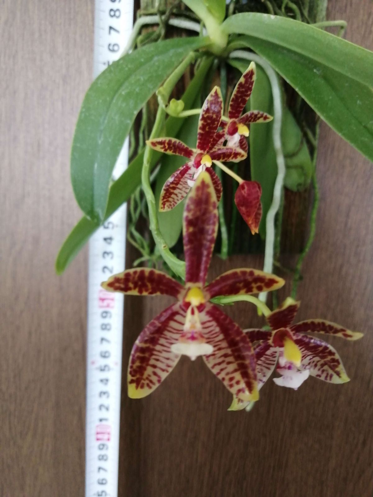 洋蘭 Phal. cornu-cervi 開花 SOH-F-427 ファレノプシス コルヌセルビ