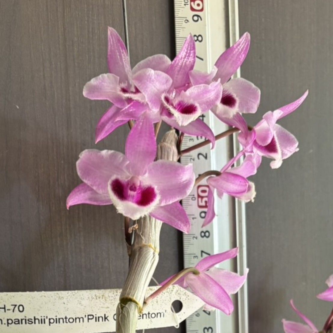 洋蘭 Den. parishii 'Pink Chinention' つぼみ付 SOH-70
