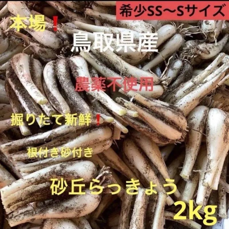 初物 鳥取産 砂丘らっきょう 2kg 農薬不使用 - メルカリ