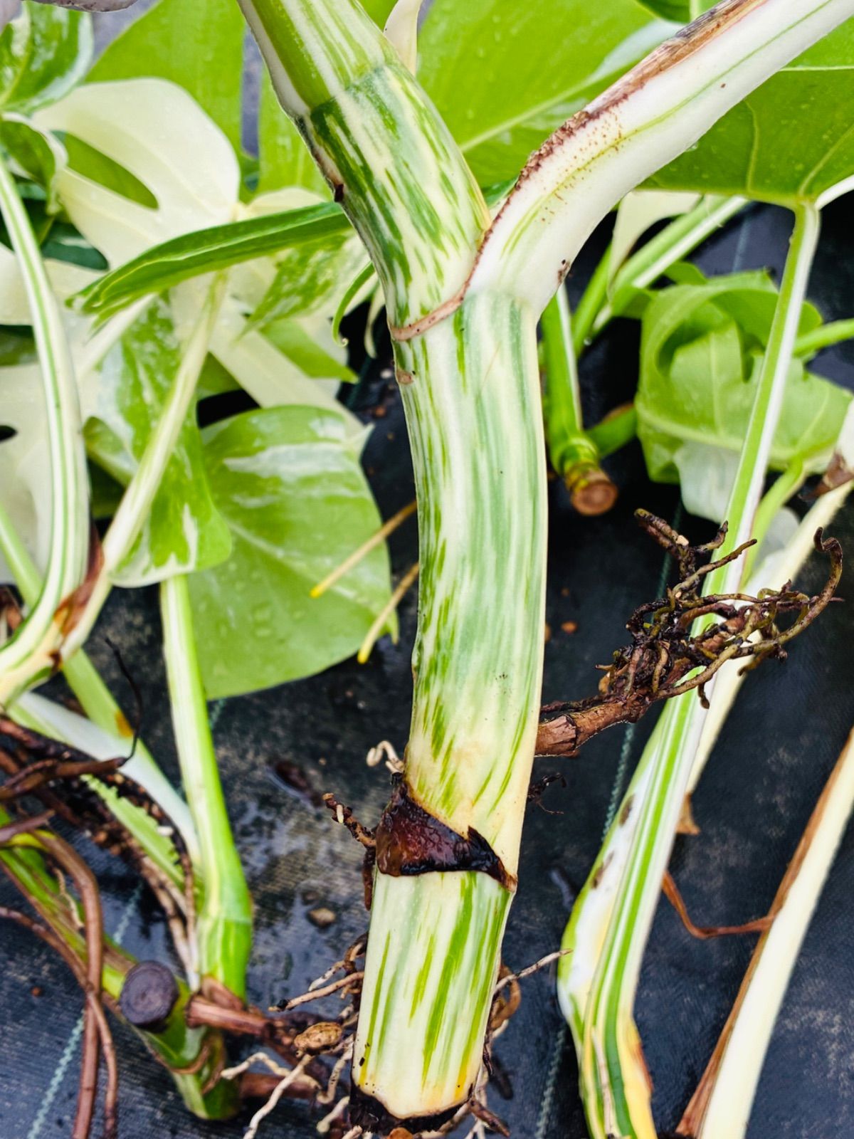 7本セット】お得な極上茎【発根済み気根付き】斑入り モンステラ