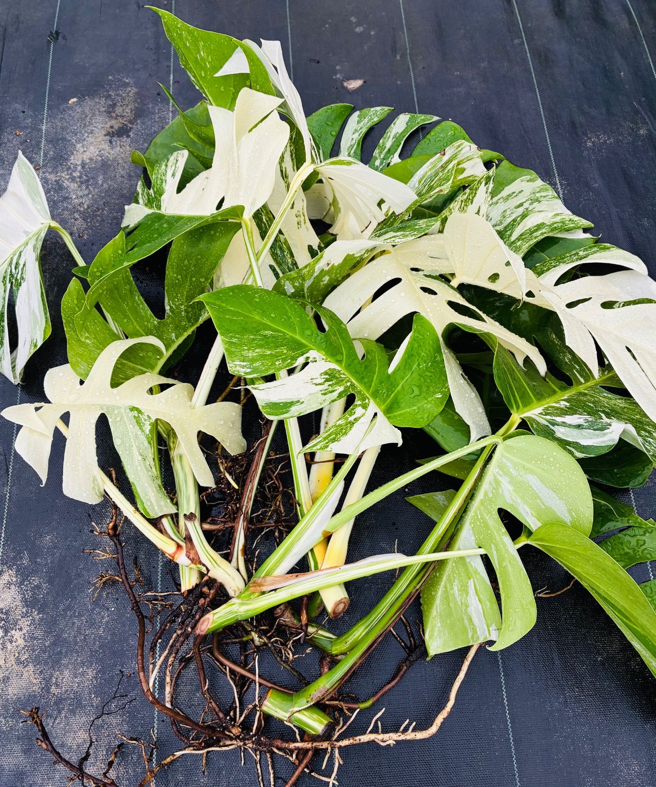 7本セット】お得な極上茎【発根済み気根付き】斑入り モンステラ