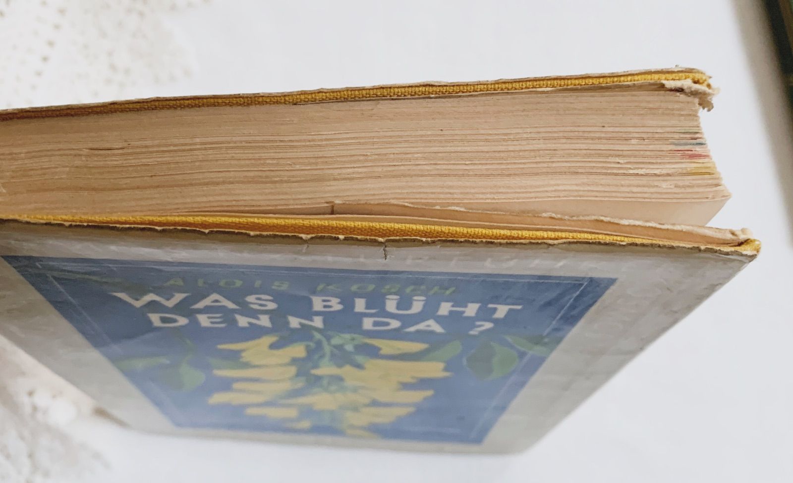 1957年 -豊富な図版が美しいビンテージ植物図鑑-ドイツ/ビンテージ