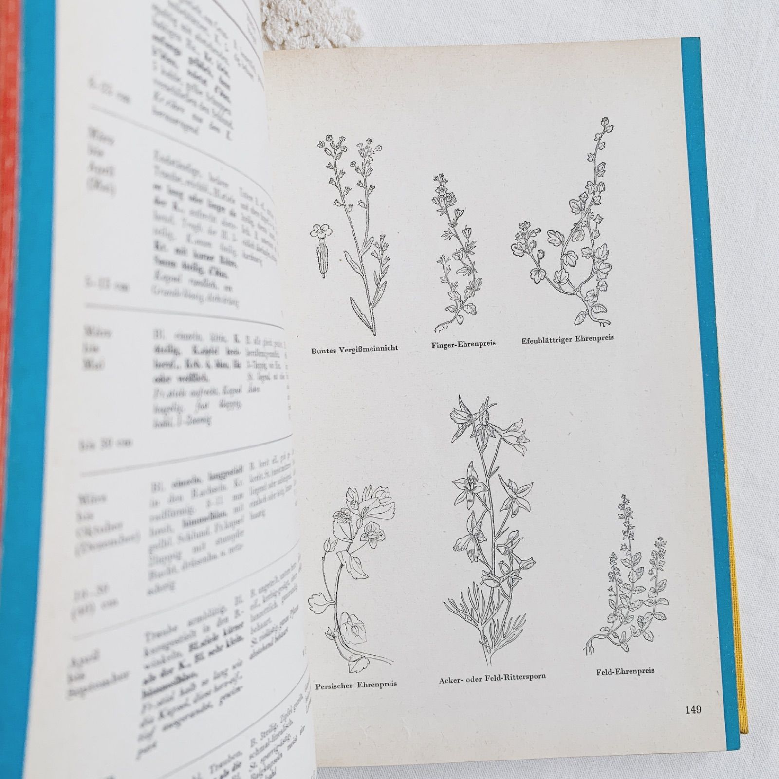 1957年 -豊富な図版が美しいビンテージ植物図鑑-ドイツ/ビンテージ