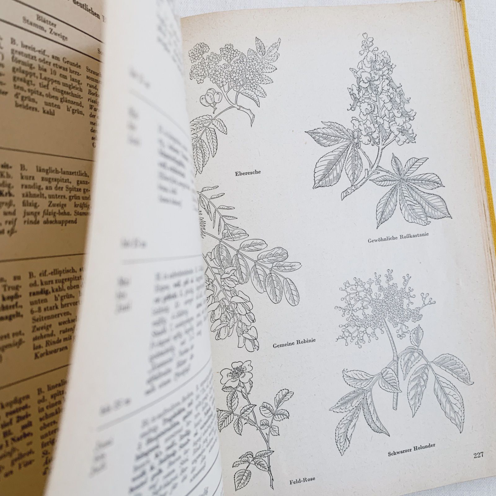 L938洋書古書1957年ドイツ発行美しい植物画プレートが168枚入った植物図鑑 1957年 -豊富な図版が美しいビンテージ植物図鑑-ドイツ/ビンテージ