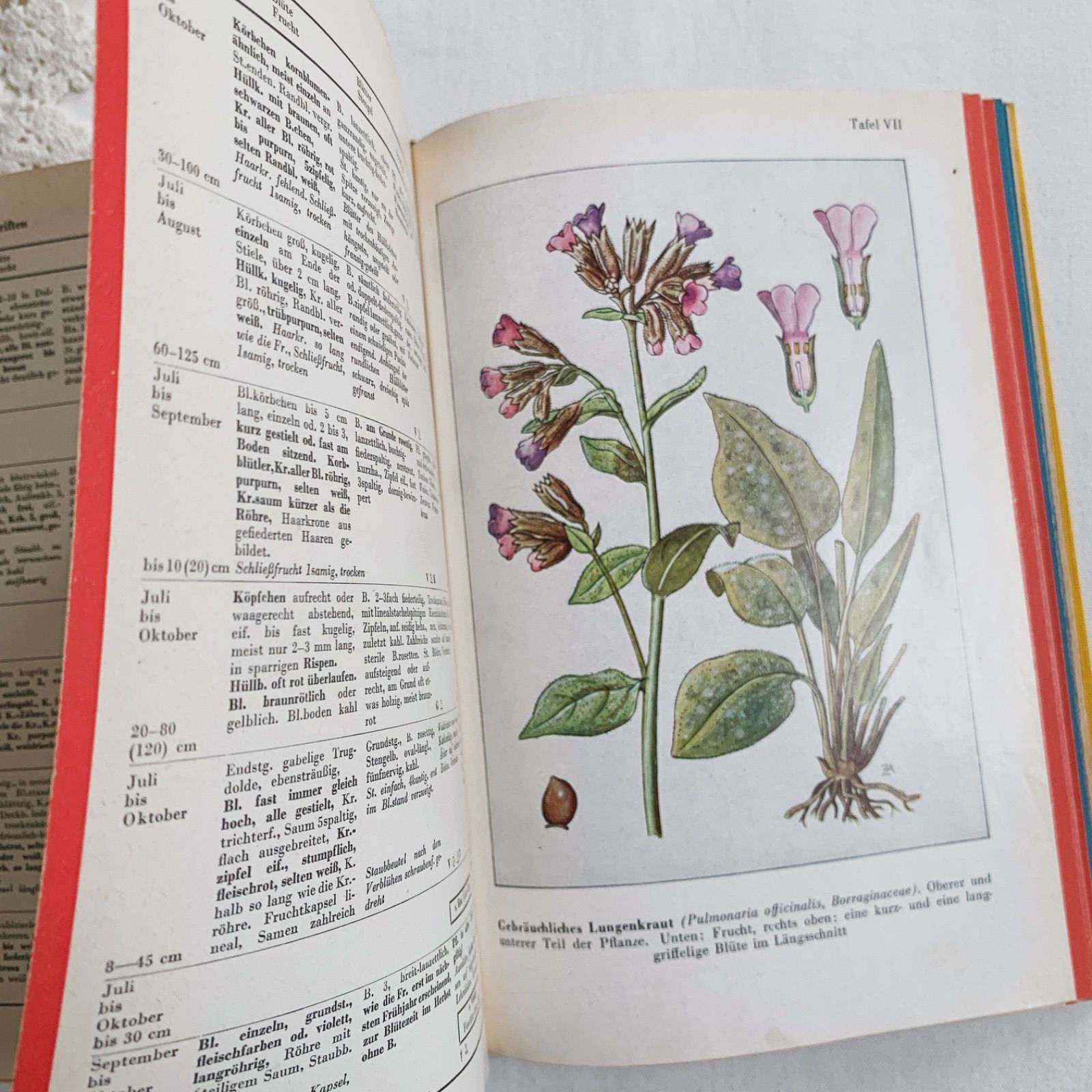 1957年 -豊富な図版が美しいビンテージ植物図鑑-ドイツ/ビンテージ