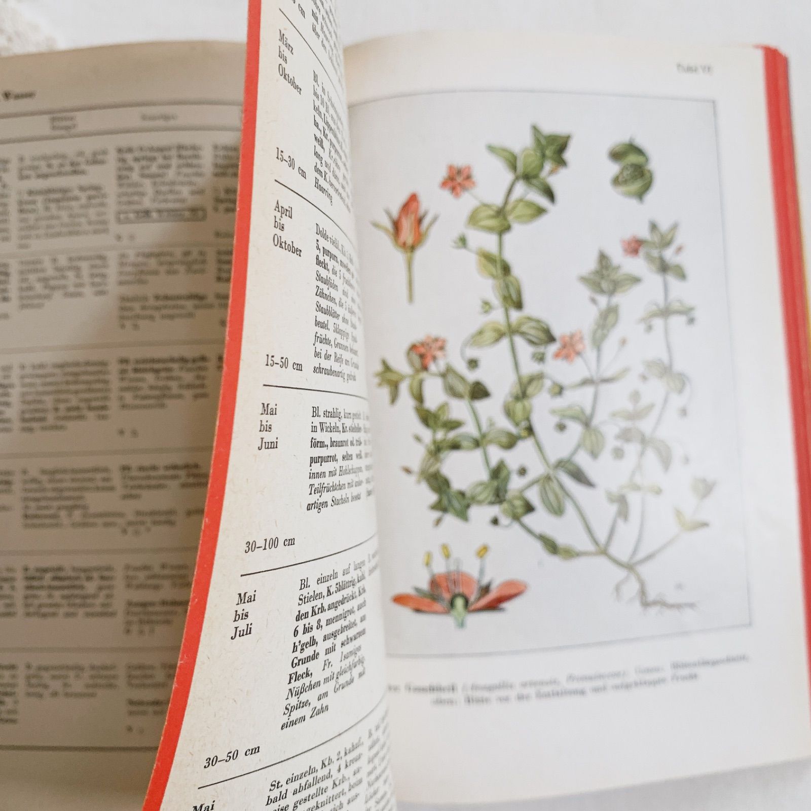 1957年 -豊富な図版が美しいビンテージ植物図鑑-ドイツ/ビンテージ